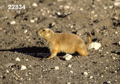 Cynomys ludovicianus, Black-tailed Prairie Dog